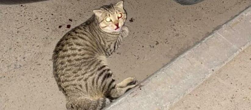 В Татарстане пьяный живодер выбросил кота с шестого этажа, а потом продолжил мучить его