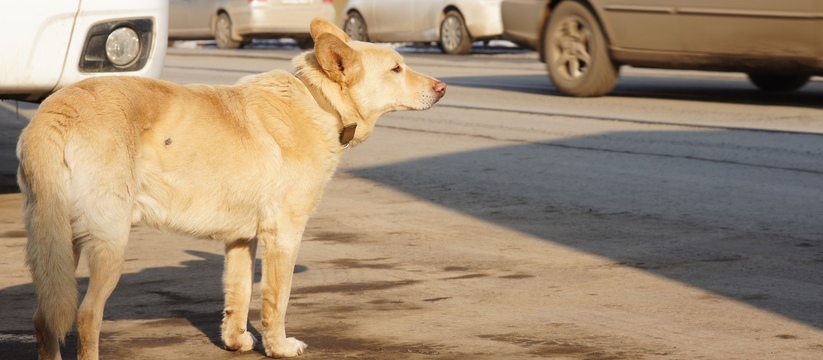 Меньше жалоб и жертв: в Казани сократилось заявок на отлов собак, а также неприятных случаев с ними