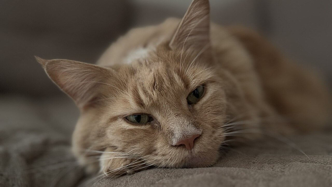 Домашние любимцы всё чувствуют тонко: почему кошка выбирает одного хозяина для сна Почему кошка выбирает для сна именно одного чел...