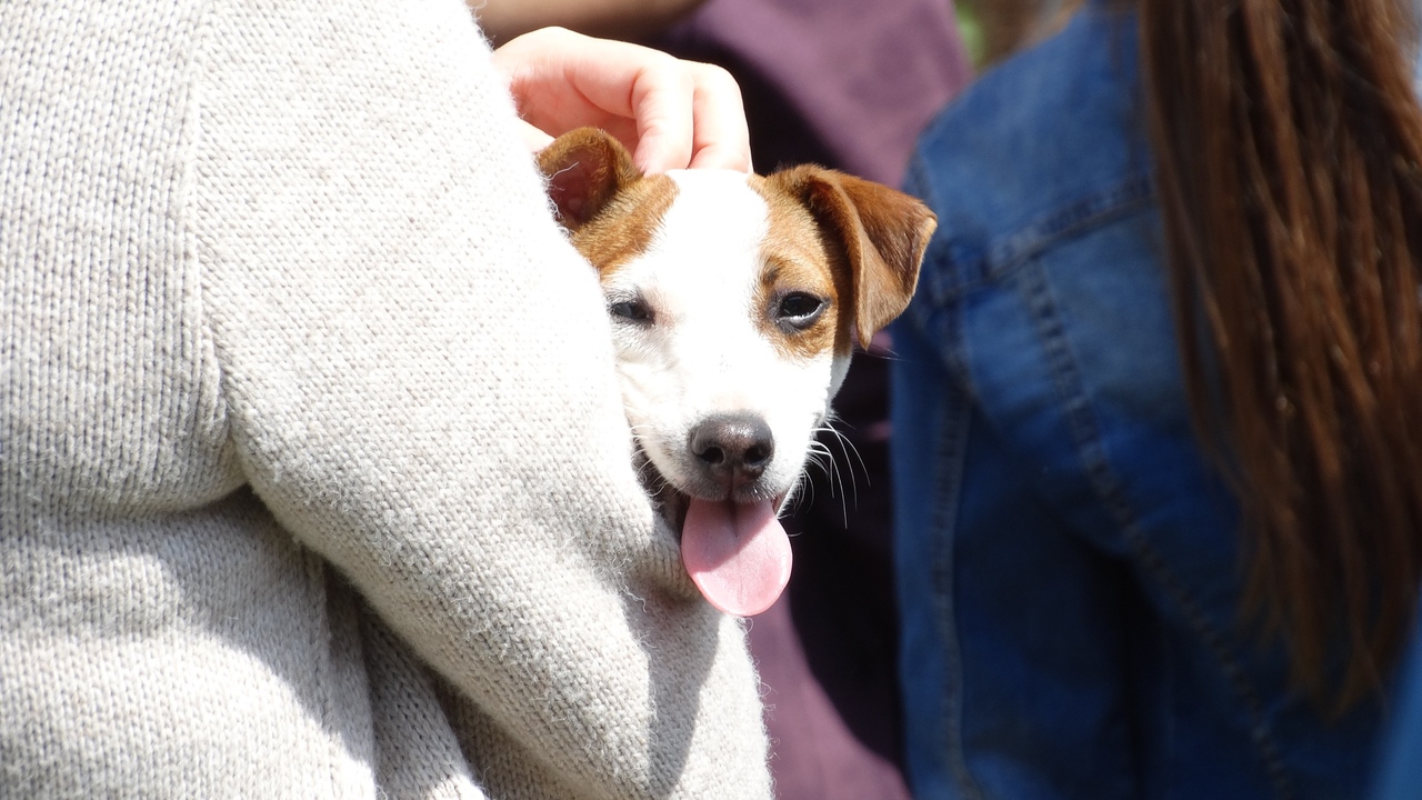 Связь знаков зодиака и пород собак — это увлека...