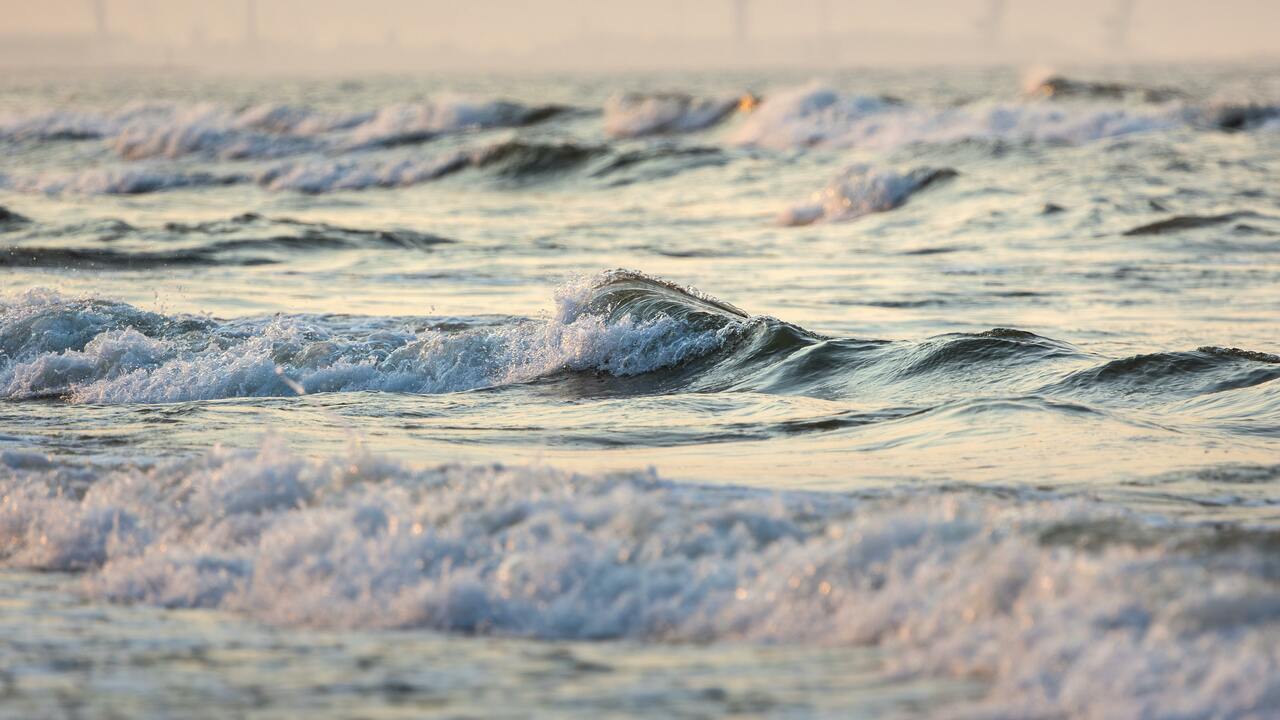 Ученые оживили 7000-летние водоросли со дна Балтийского моря Ученые из Института Балтийского моря смогли вос...