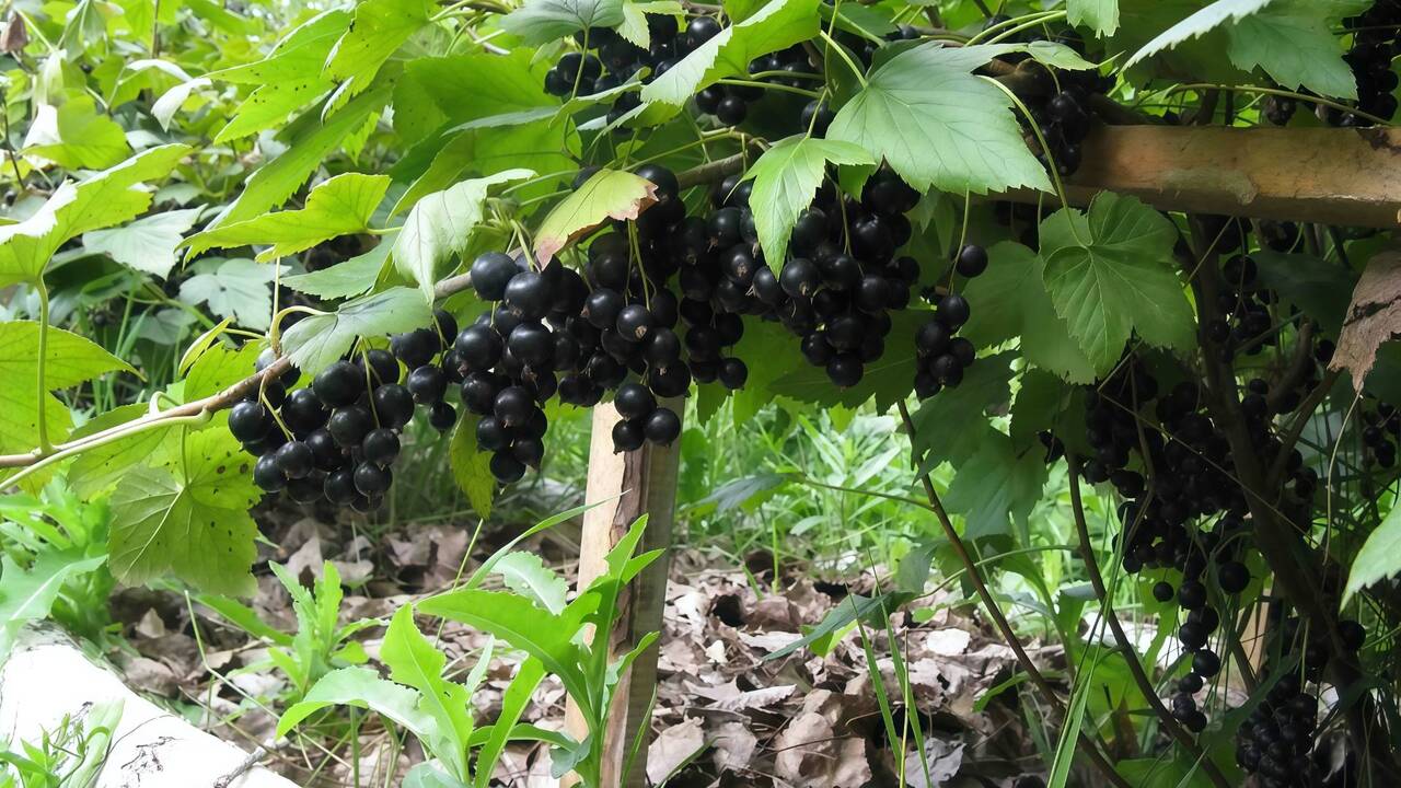В сентябре подсыпаю под смородину 1 «муку»: через год ягоды крупнее в два раза — не куст, а ягодная «ферма» Многие начинающие дачники ошибочно полагают, чт...