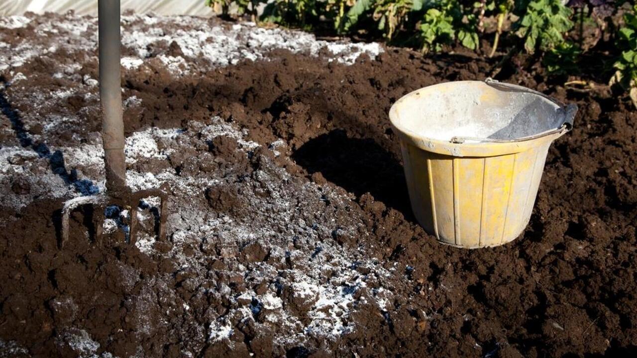 На дачных форумах и в печатных изданиях часто у...