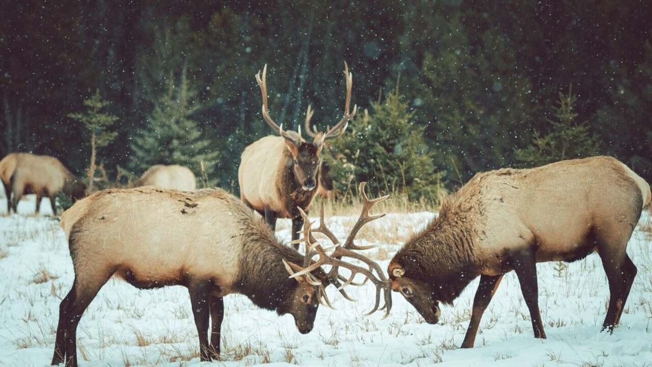 Нашли подо льдом 1500‑летнюю ловушку для диких оленей В норвежском регионе Вестланн археологи нашли с...