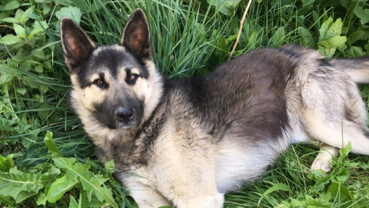 Собаки нередко замечают изменения в состоянии х...