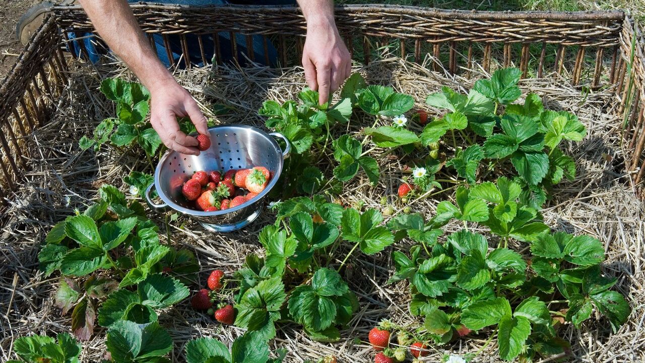 Каждый садовод мечтает о крупных и сочных ягода...