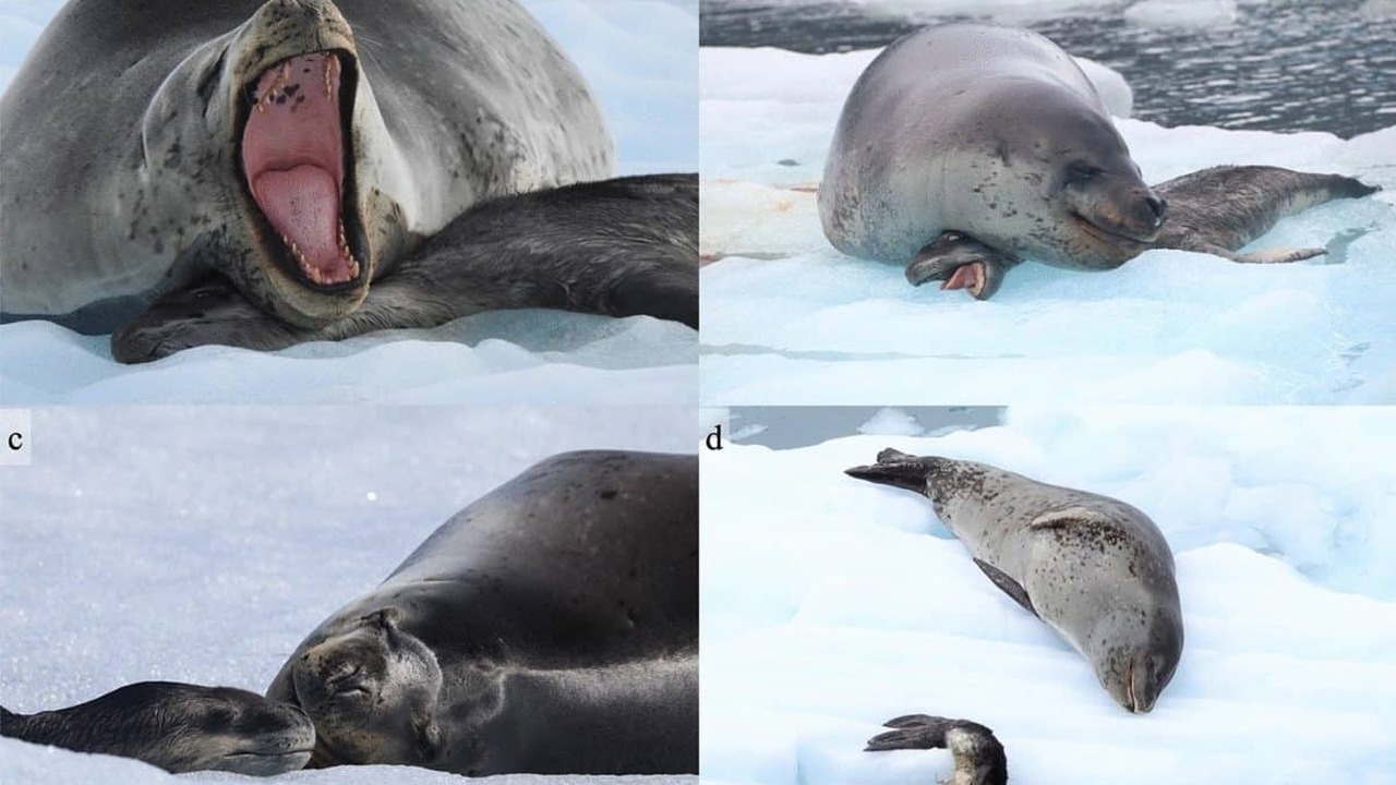 Исследователи впервые подробно описали случай п...