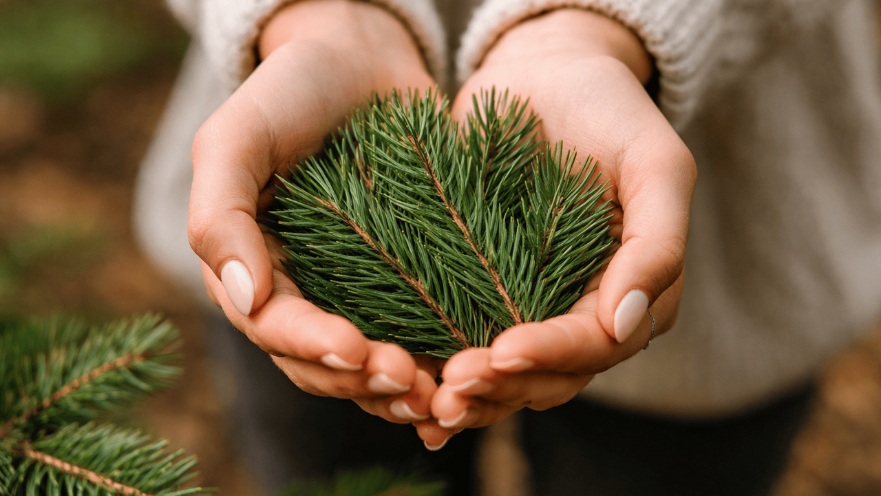 Обычные еловые иголки, которые остаются после п...