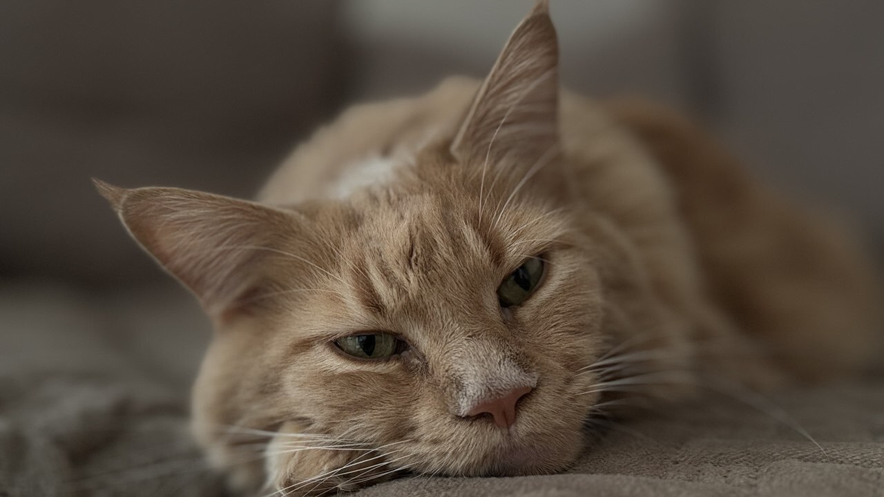 Владельцам пушистых советуют присмотреться: окрас питомца многое решает в судьбе Восточная философия и народные поверья придают ...