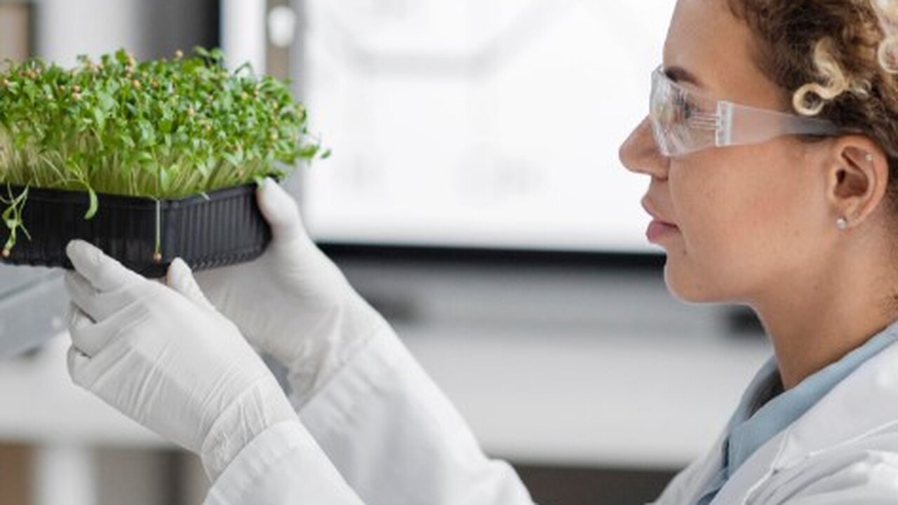 Странное растение отказалось от фотосинтеза, продолжая процветать Растение Balanophora вызывает значительный инте...