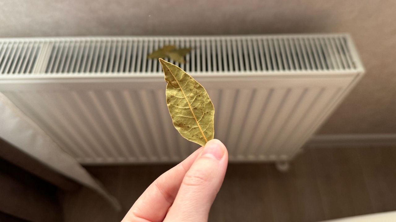 Лавр благородный на протяжении тысячелетий счит...