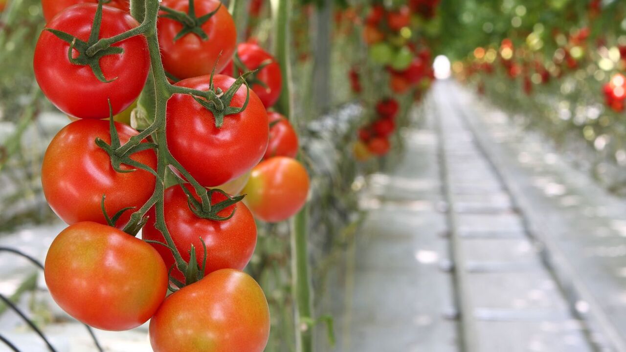 Томаты — культурa, которая хорошо переносит обр...