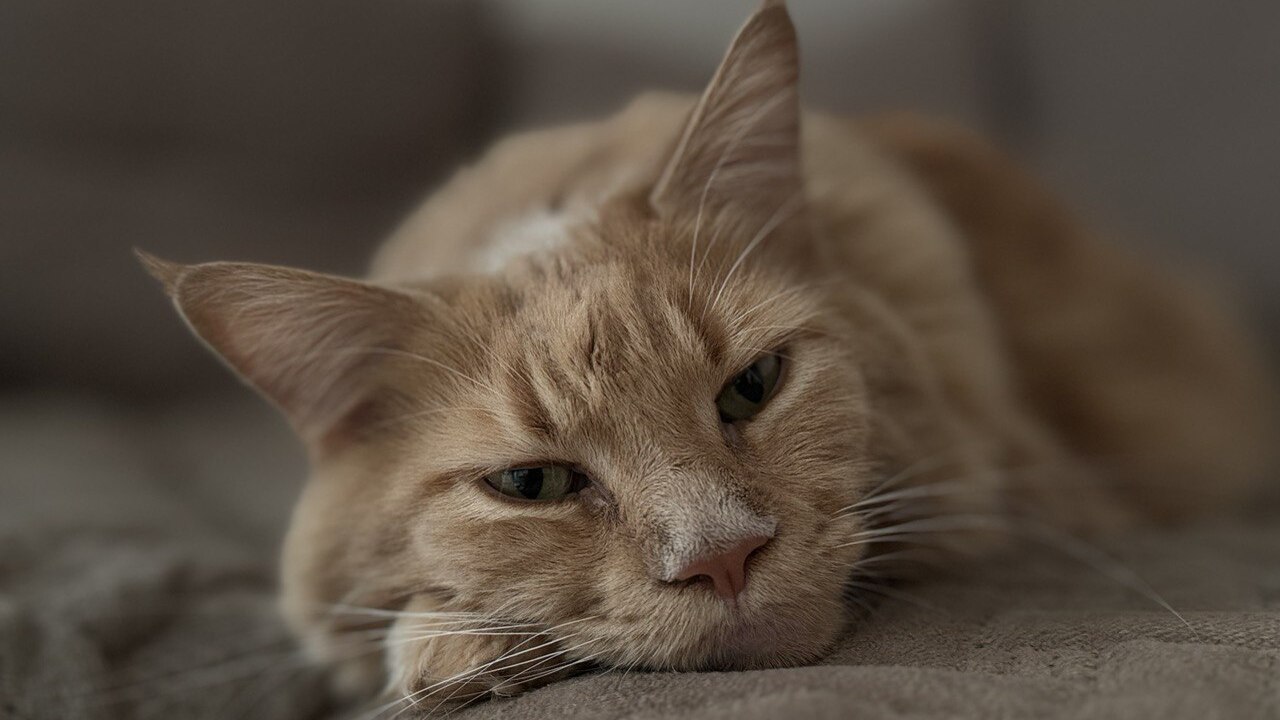 Почему кошка каждую ночь выбирает одного и того...