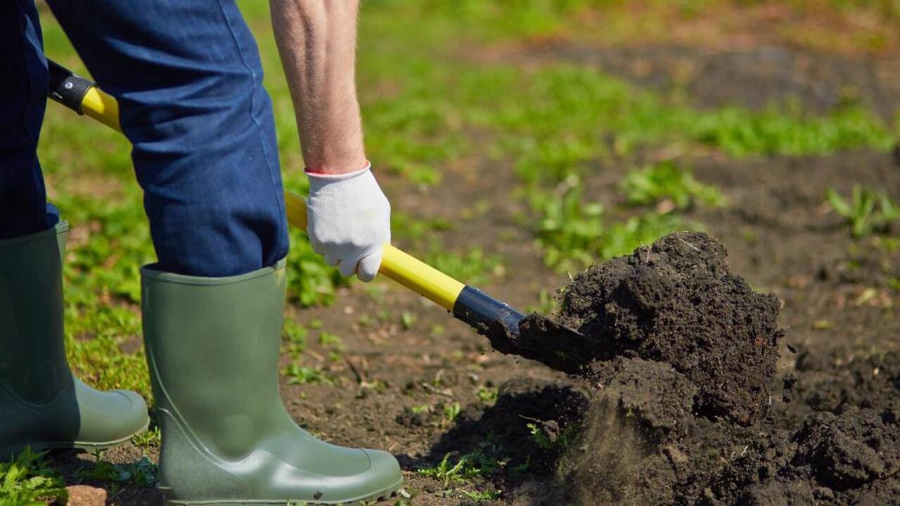 Не спешите копать: эксперты рассказали, почему огороду это только вредит Многие дачники уверены: без перекопки огород не...