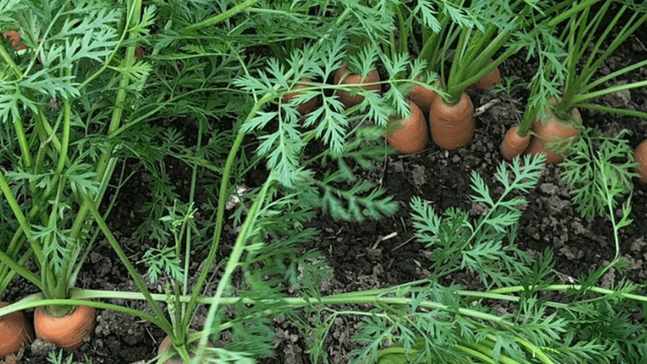 Проверенный рецепт подкормки для моркови, котор...