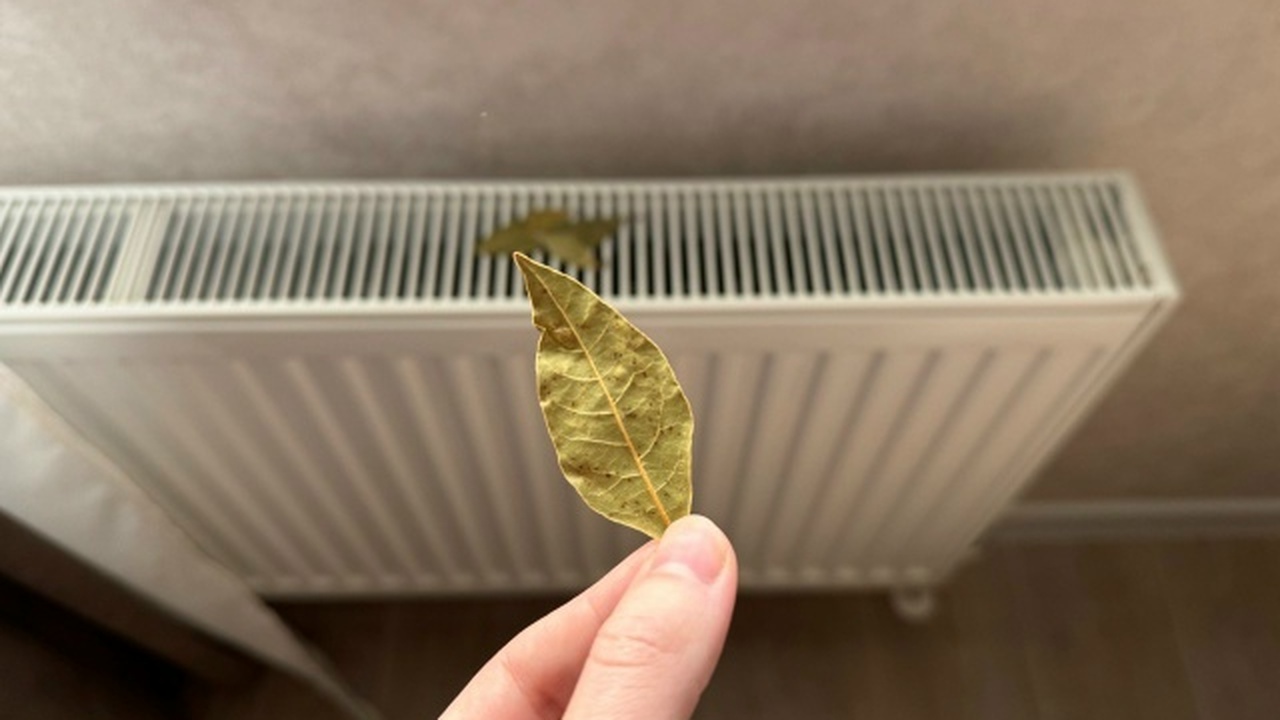 Дом станет уютнее мгновенно: кладу три лавровых листа в наволочку и использую ещё четыре проверенных трюка Лавровый лист традиционно используют в кулинари...