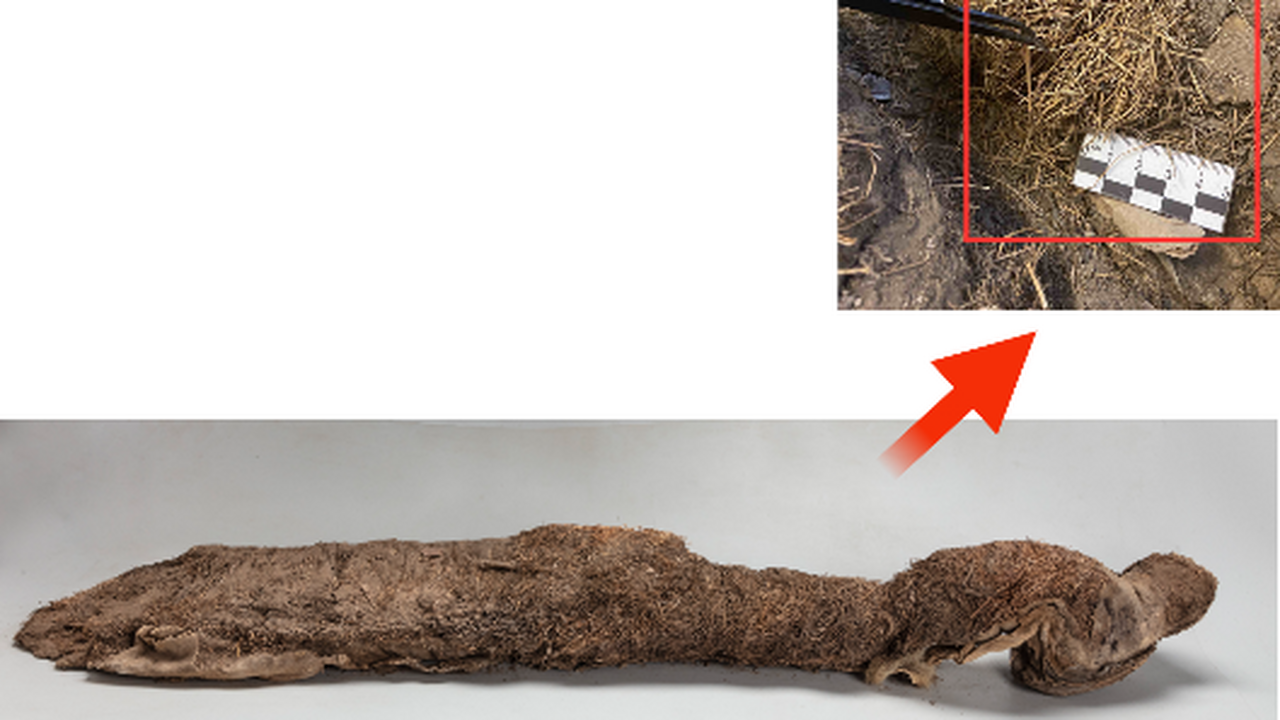 Исследователи проанализировали древнюю ДНК раст...