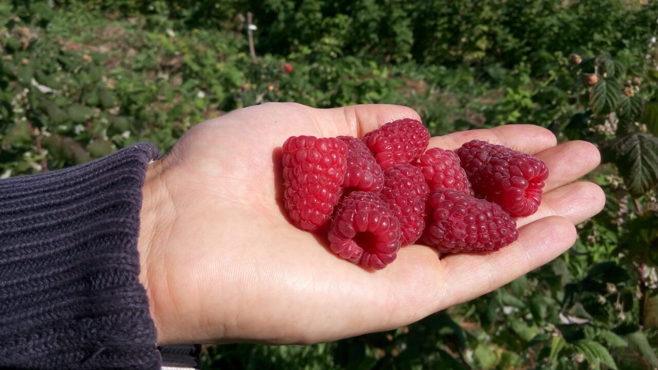 Вырастить крупную и ароматную малину можно без ...