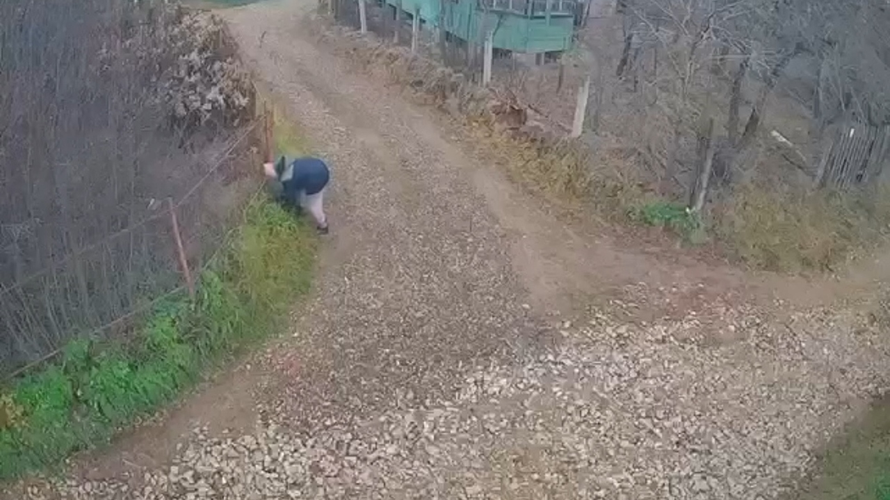 В Зеленодольском районе продолжается обсуждение проблемы бездомных собак В посёлке Васильево (Зеленодольский район) прои...