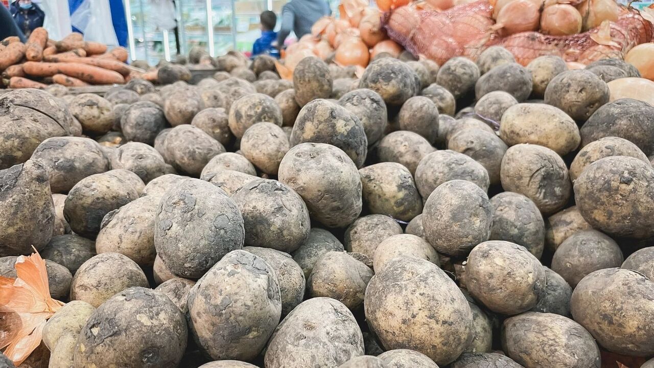 Господдержка картофеля и овощей в РФ сокращена на 13%: что будет с рынком в 2025 году – картофель по цене золота? В 2025 году Минсельхоз сократил финансирование ...