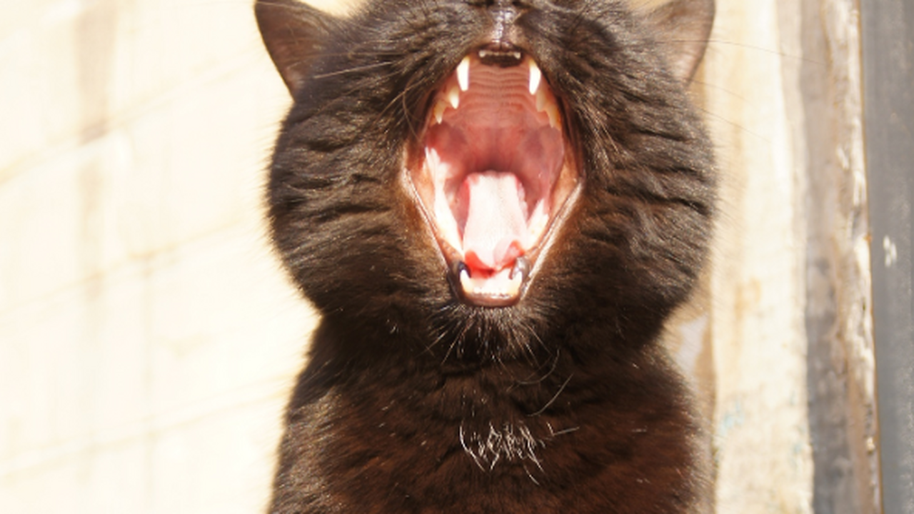 Недавно учёные из Университета Нового Южного Уэ...