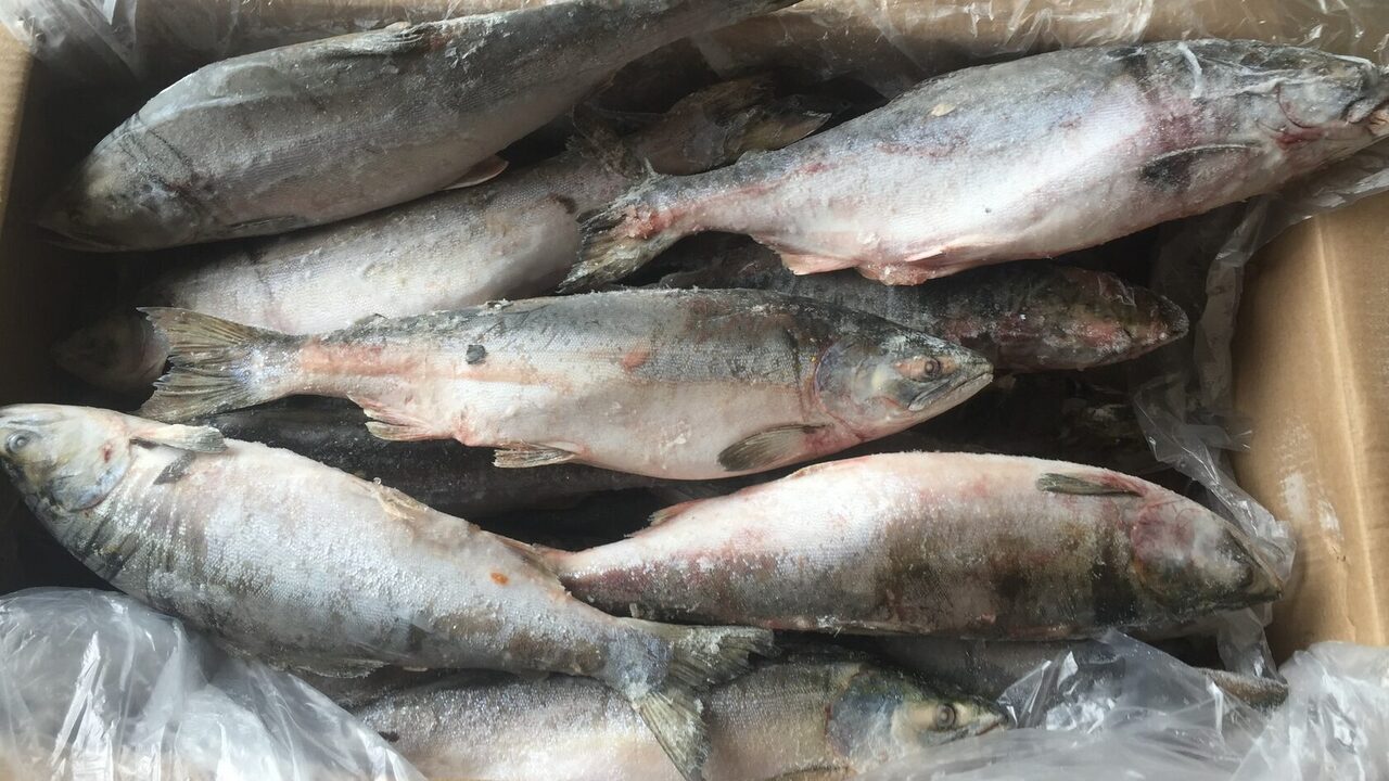 Рыбный рынок полон уловок — как продавцы горбуши ловко обманывают покупателей Наверняка, каждому покупателю хоть раз приходил...
