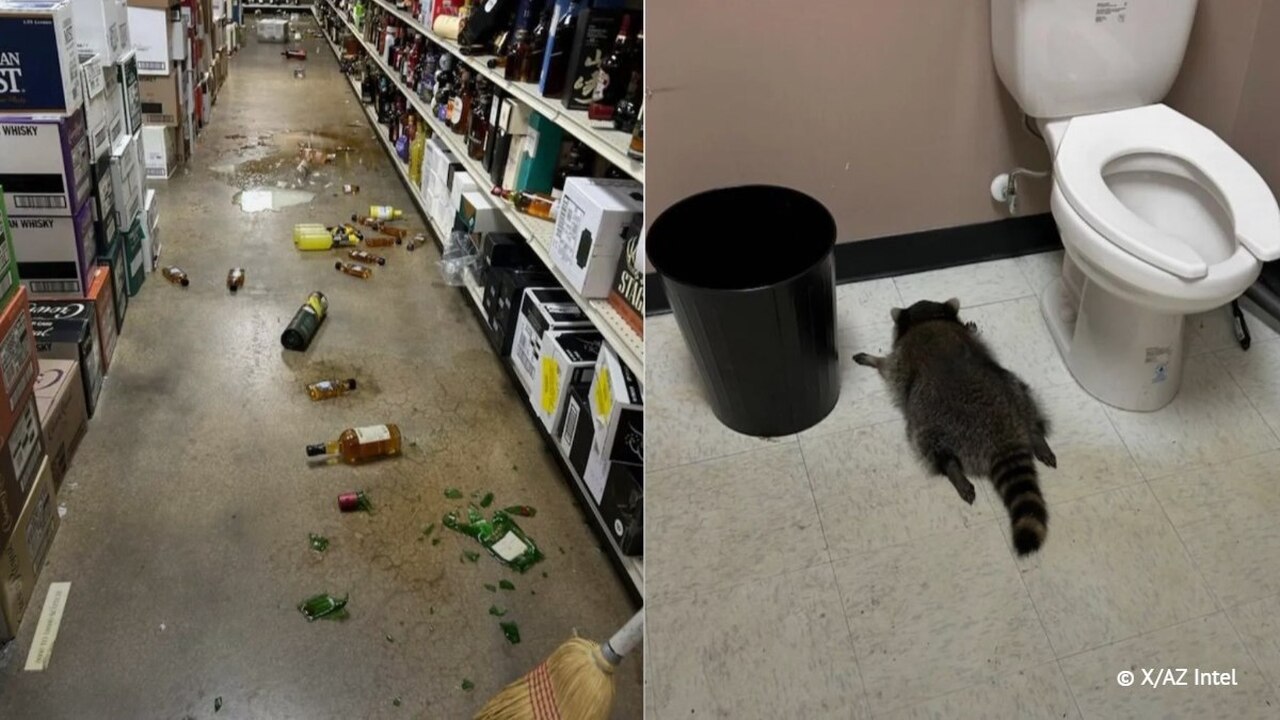В США енот напился в алкомаркете и уснул прямо в туалете В штате Вирджиния в одном из магазинов алкоголь...
