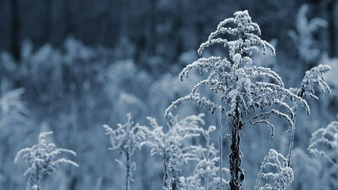 В предстоящее воскресенье, 12 января, жителей Т...