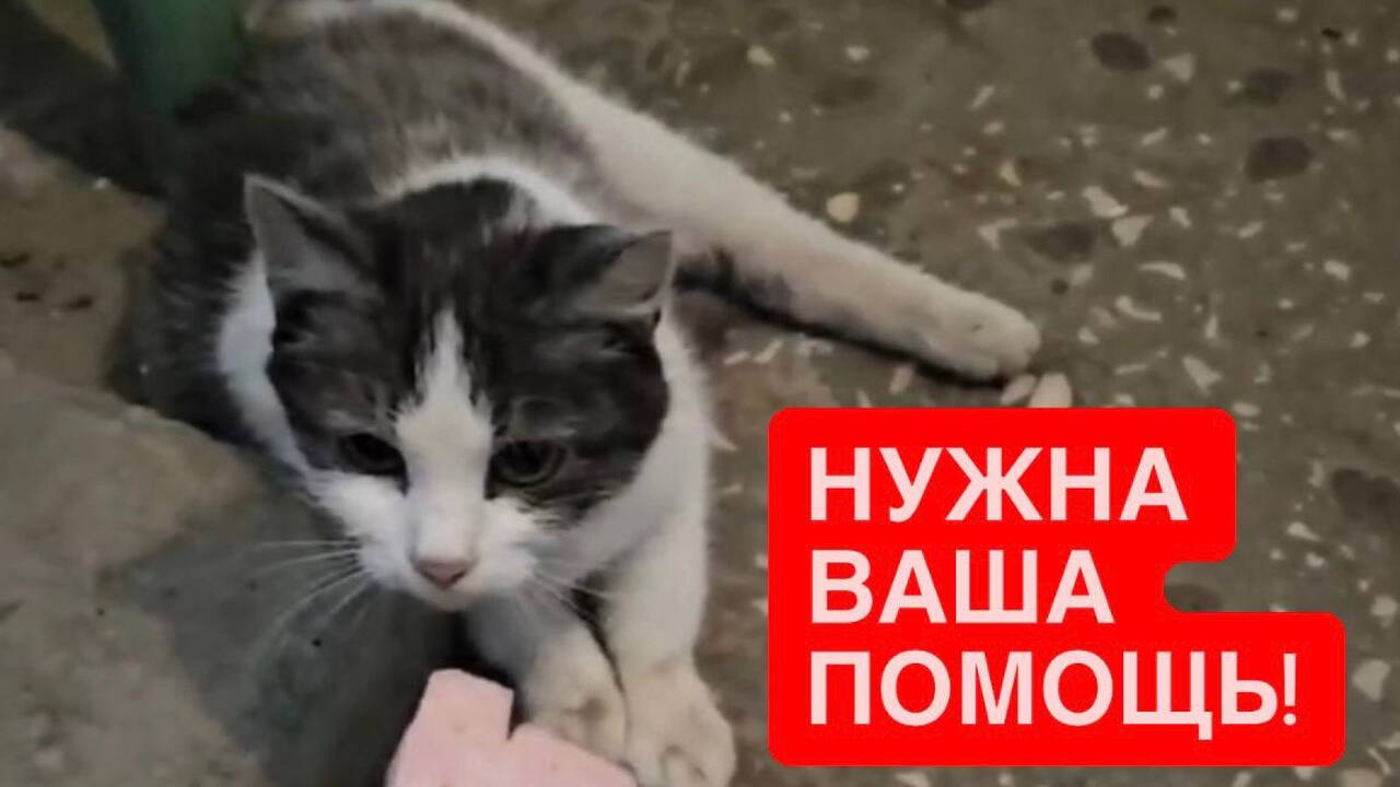 В Казани нашли молодую кошку с тяжёлыми травмам...