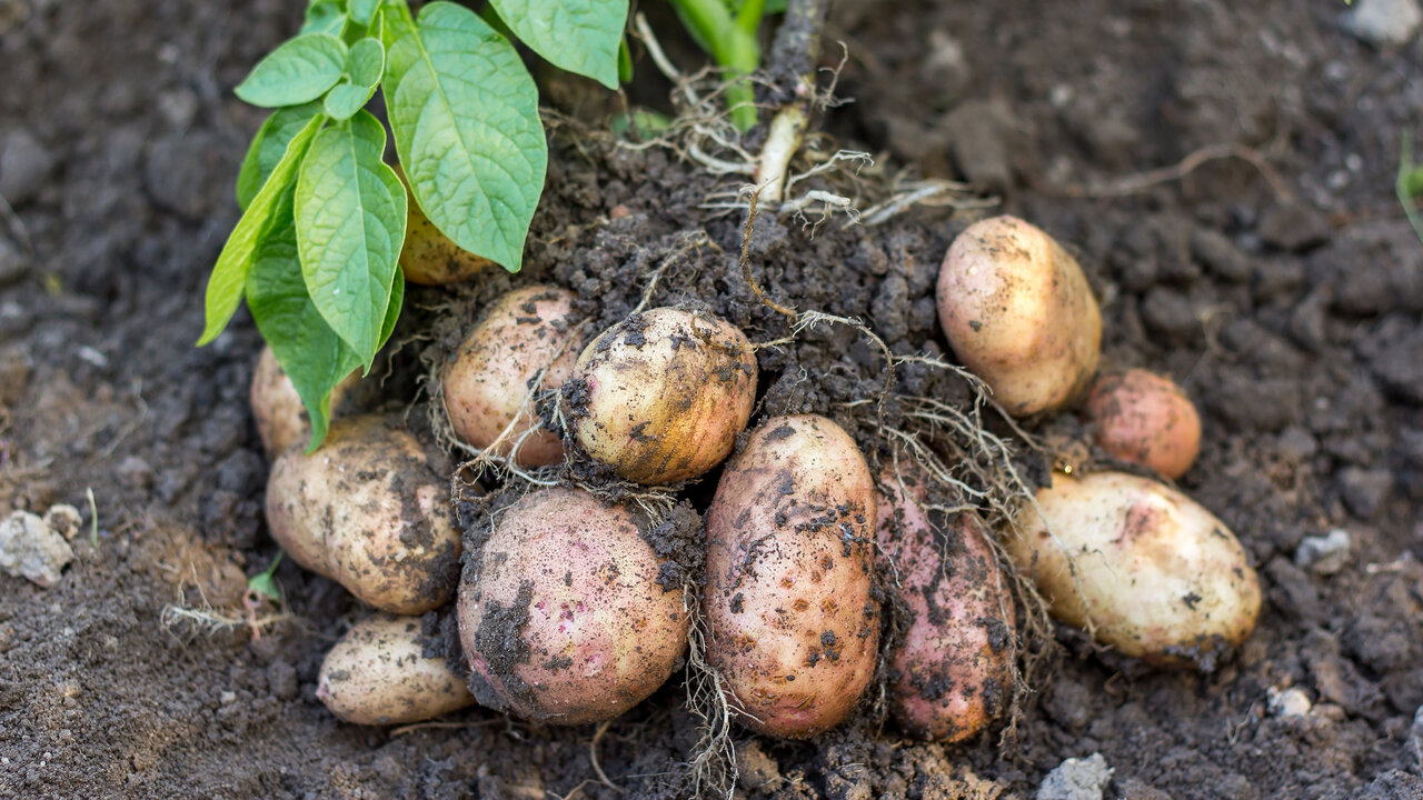 Настоящая варёная картошка — это не просто гарн...