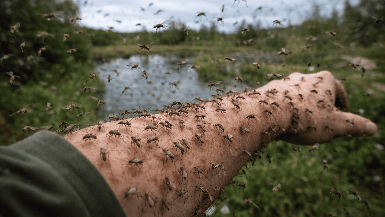 Этой весной в России ожидается рост численности...