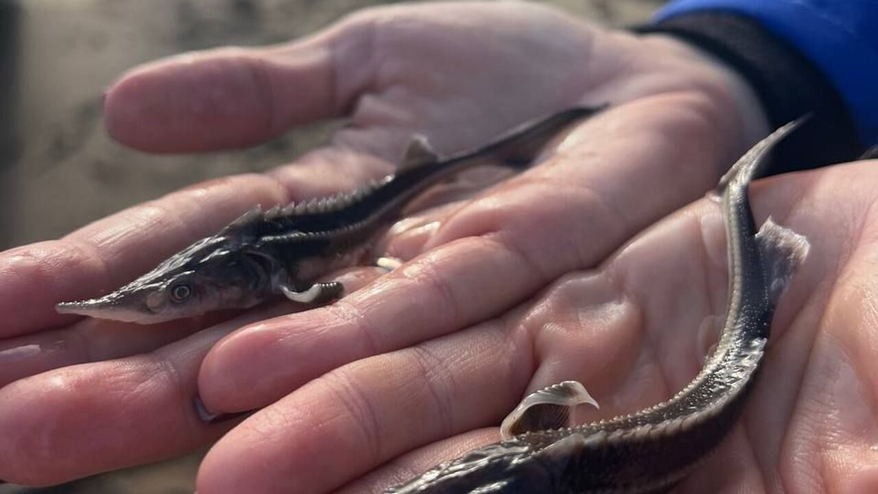 АО «Транснефть – Прикамье» выпустило в водоемы более 100 тысяч мальков ценных рыб в 2025 году АО «Транснефть – Прикамье» завершило работы по ...