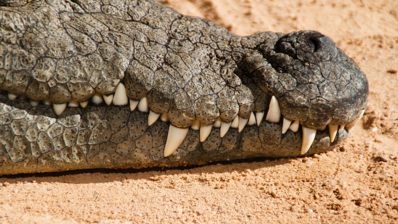 Обнаружены окаменелые остатки яиц древних крокодилов На австралийском ранчо исследователи из Испании...