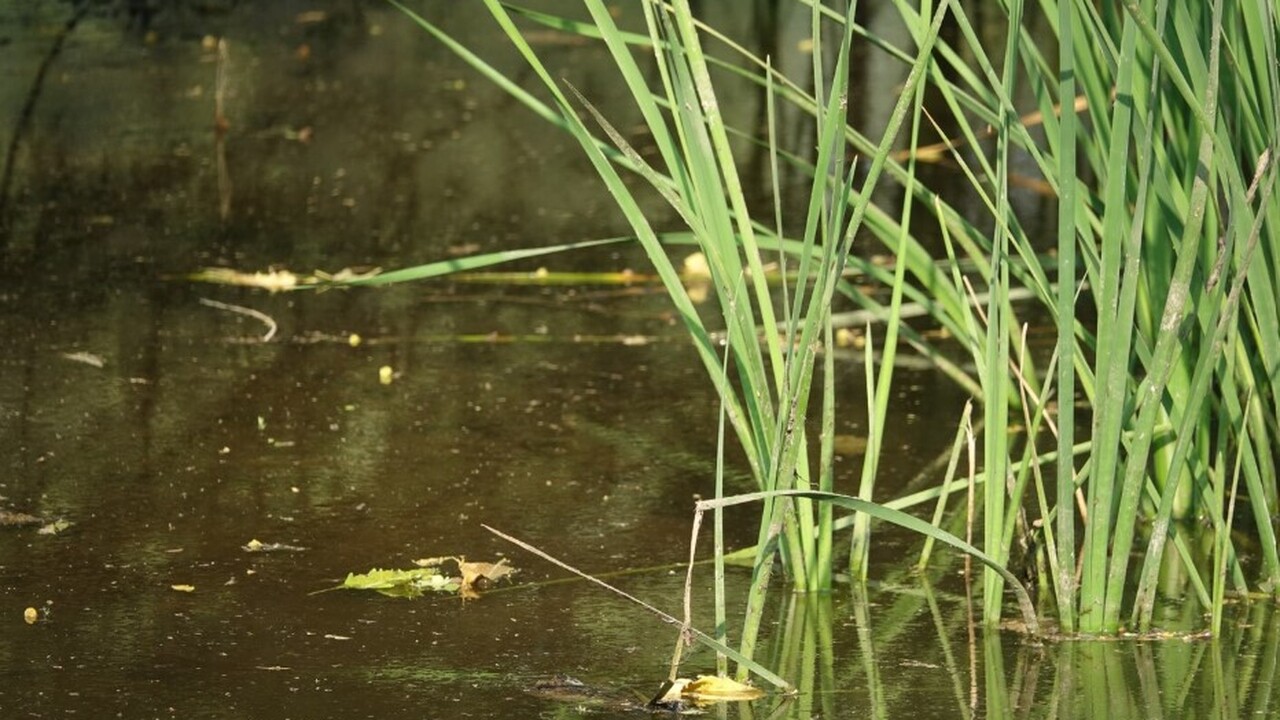 Болота, топи и плавни играют важную роль в глоб...