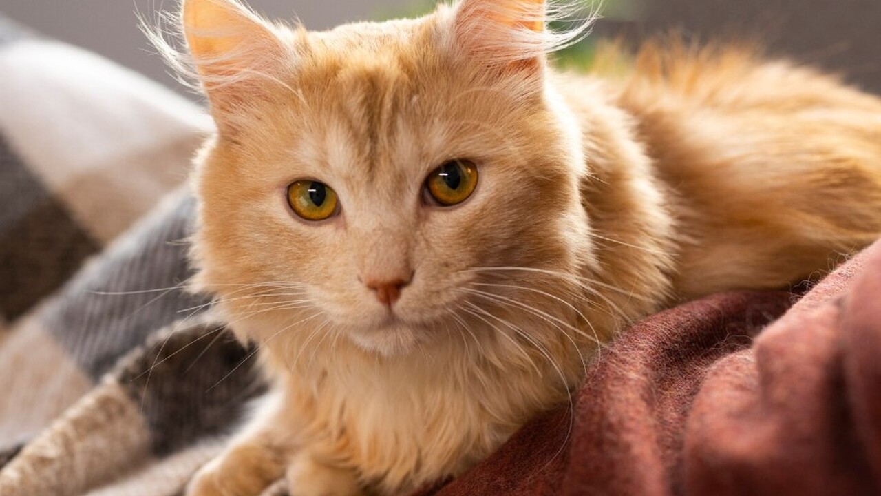 Генетическое исследование, представленное в жур...