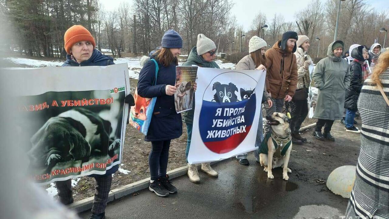 Зоозащитники в Казани провели пикет против отлова и убийства бездомных собак 16 марта в парке Молодожёнов на улице Тинчурина...