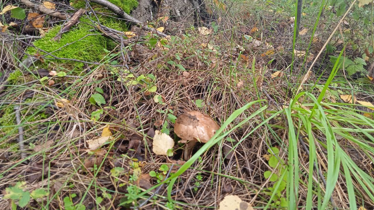 В разгар грибного сезона жители республики акти...