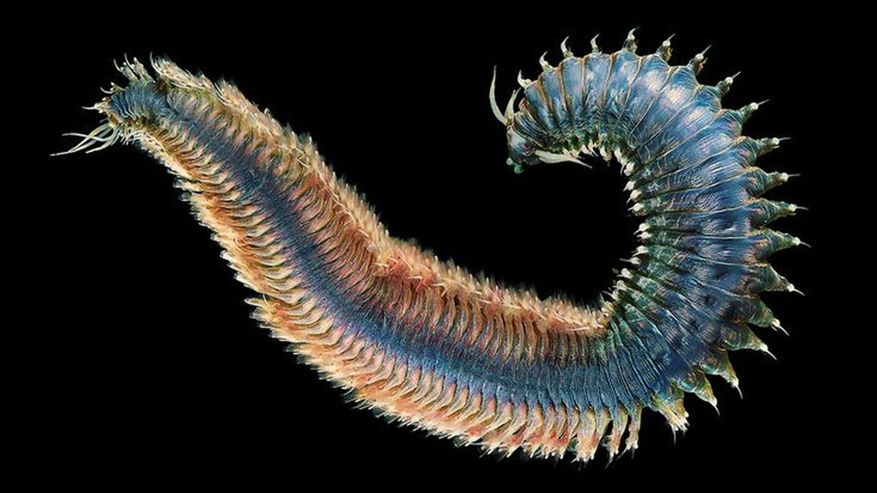 Российские учёные раскрыли тайну нор морских хищных червей Группа учёных из нескольких российских институт...