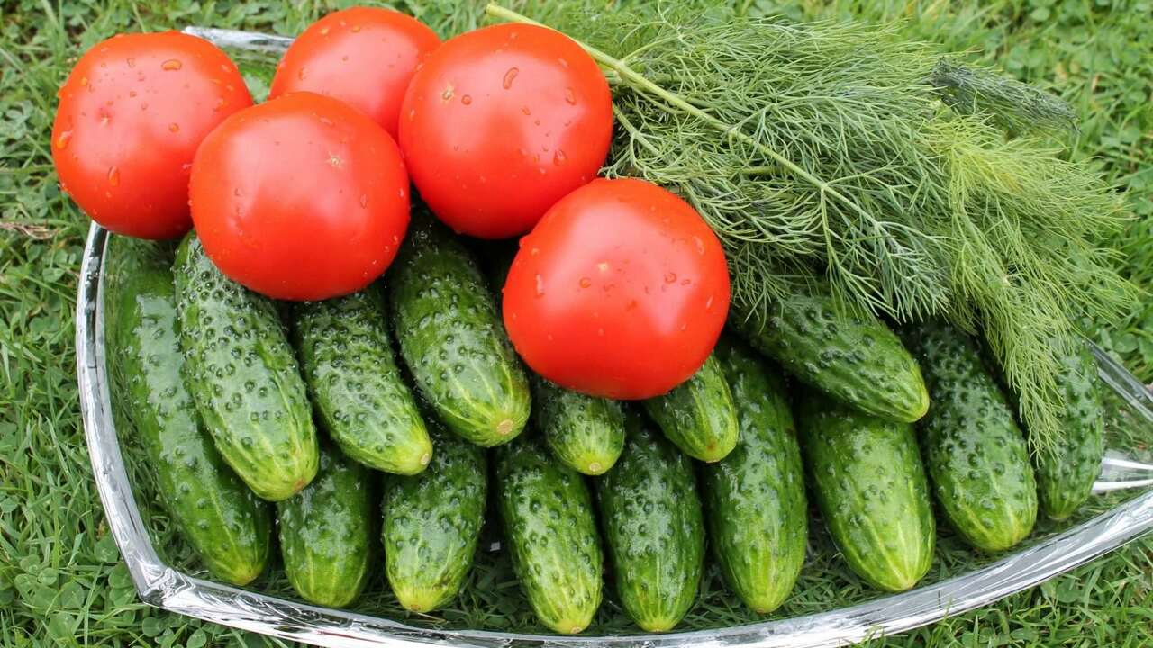 Чтобы огурцы радовали хорошим урожаем, им нужна...