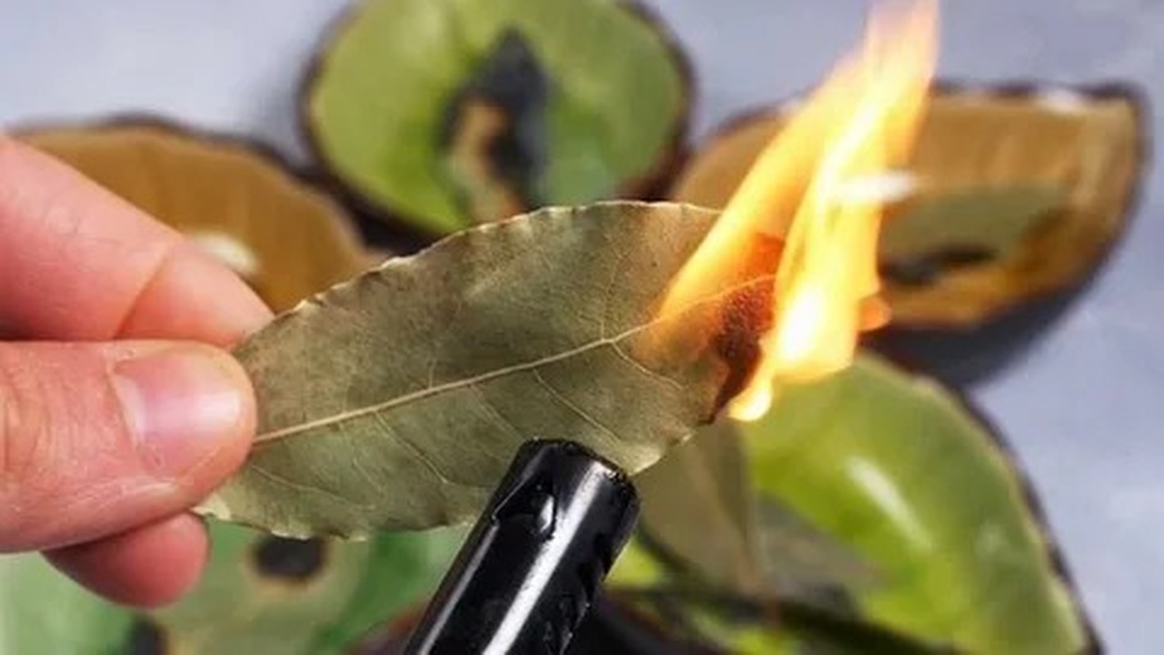 Многие привыкли видеть лавровый лист исключител...
