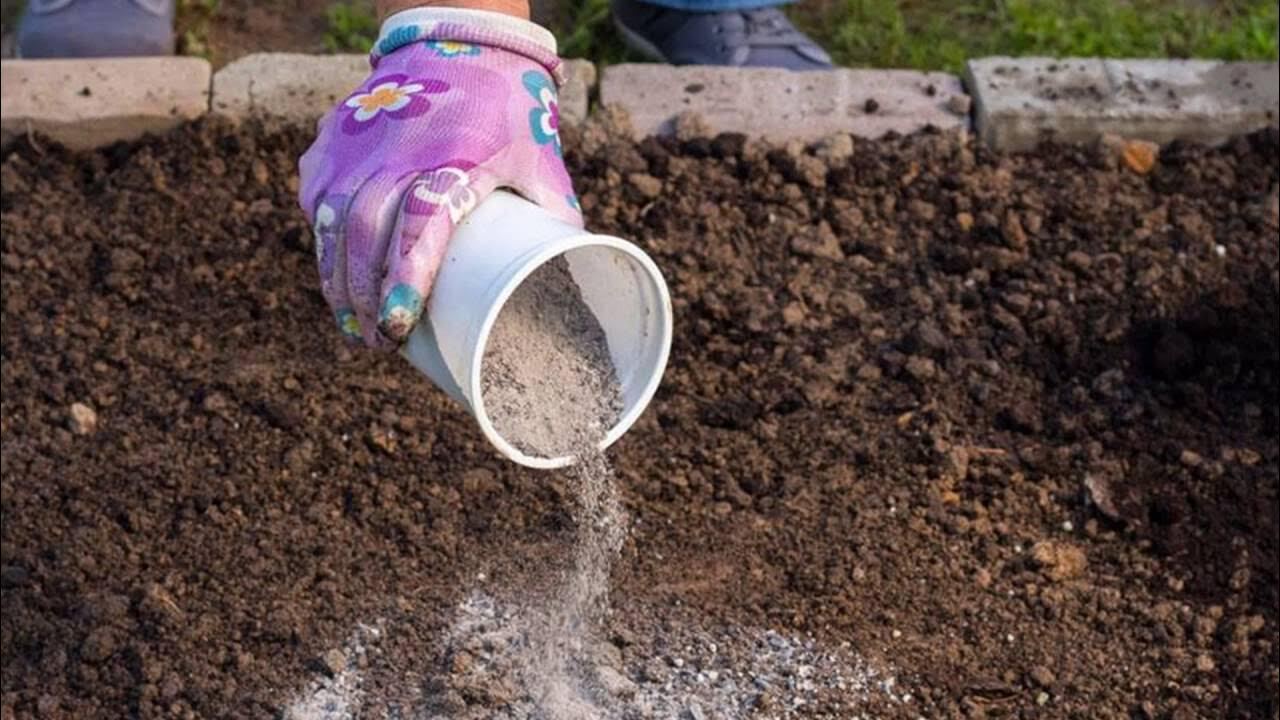 Посыл «посыпаю золой перед дождём — и урожай ст...