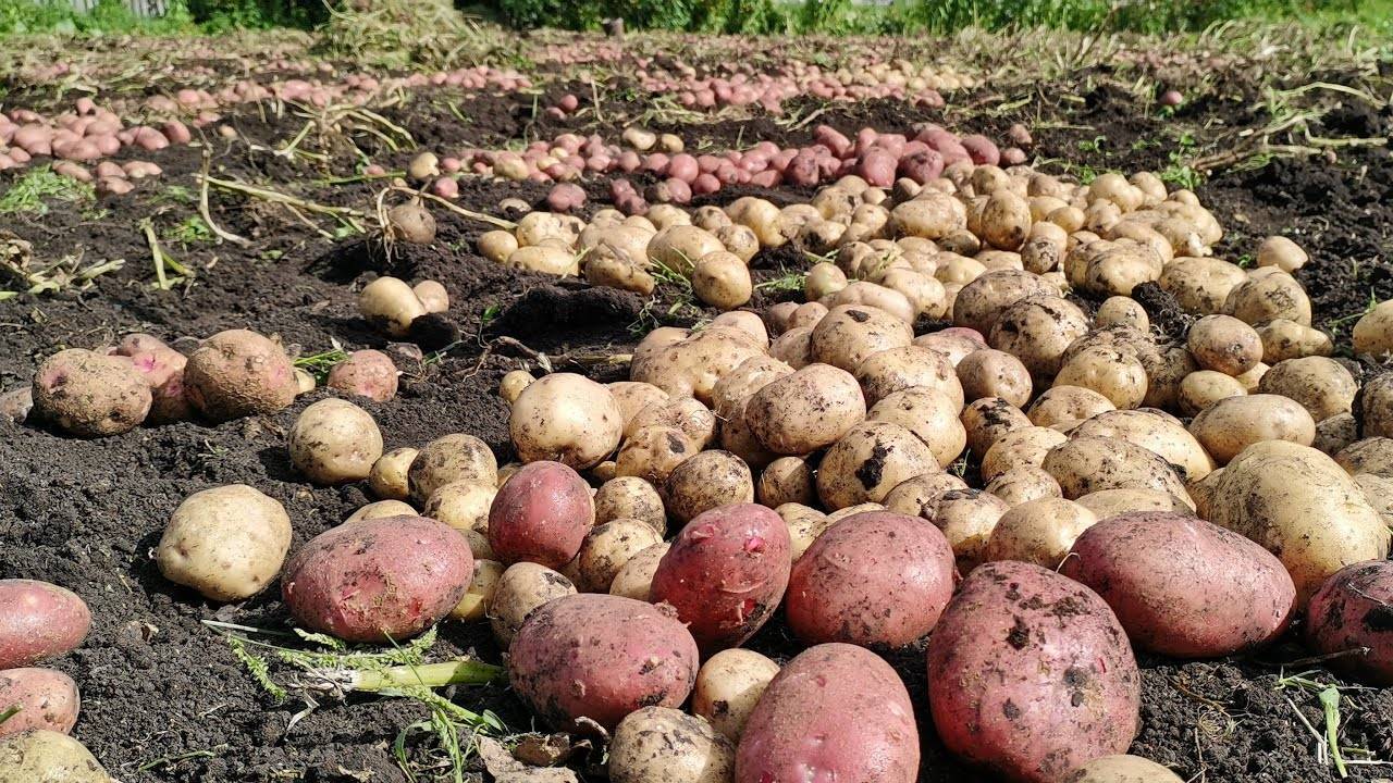 Вырастить богатый урожай картофеля — задача, к ...
