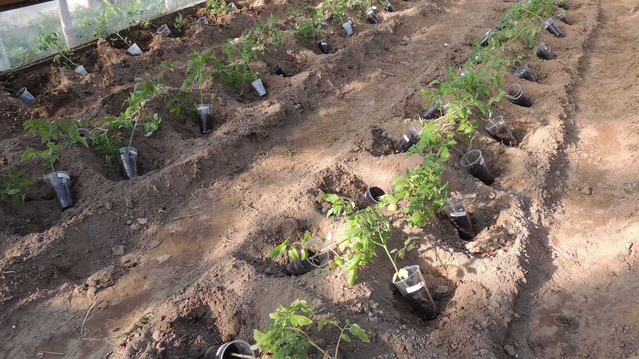 Мечтаете о рекордном урожае томатов, когда с од...