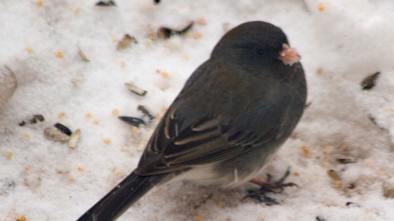 Биологи из Калифорнийского университета в Лос-А...