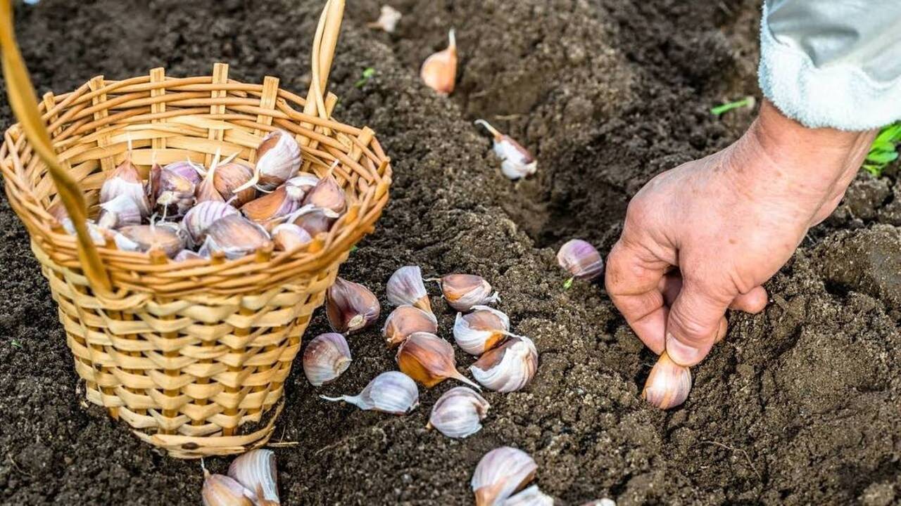 Чтобы в следующем сезоне собрать здоровый и оби...