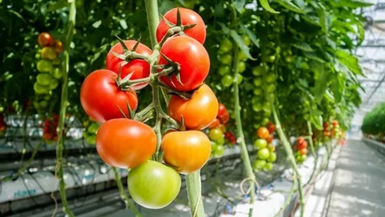Томаты — культура, которая спокойно переносит о...