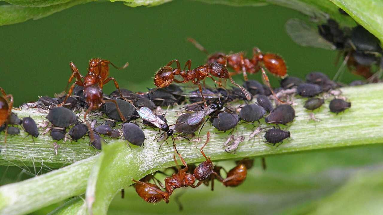 Тля и муравьи — частые вредители на даче, котор...