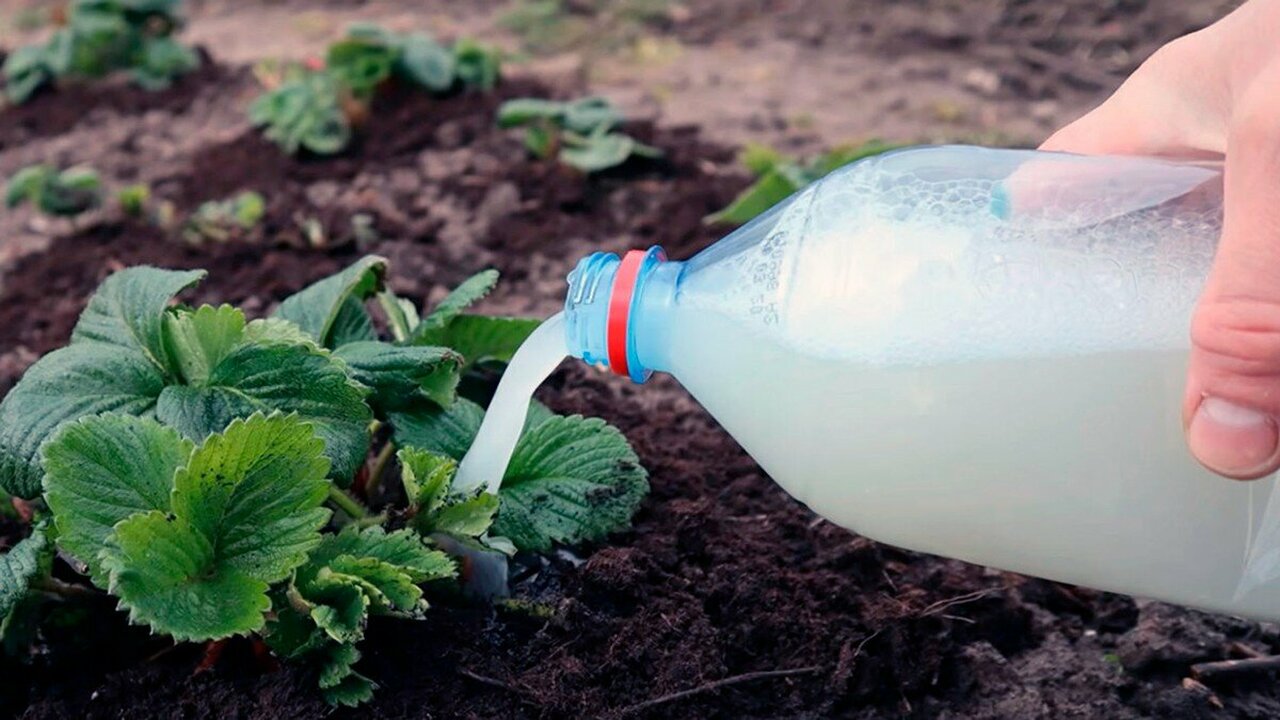 Этот забытый метод спасает урожай на 100%: 70% дачников теряют клубнику из-за этой ошибки — вот как её избежать Большинство садоводов теряют до 70% урожая клуб...