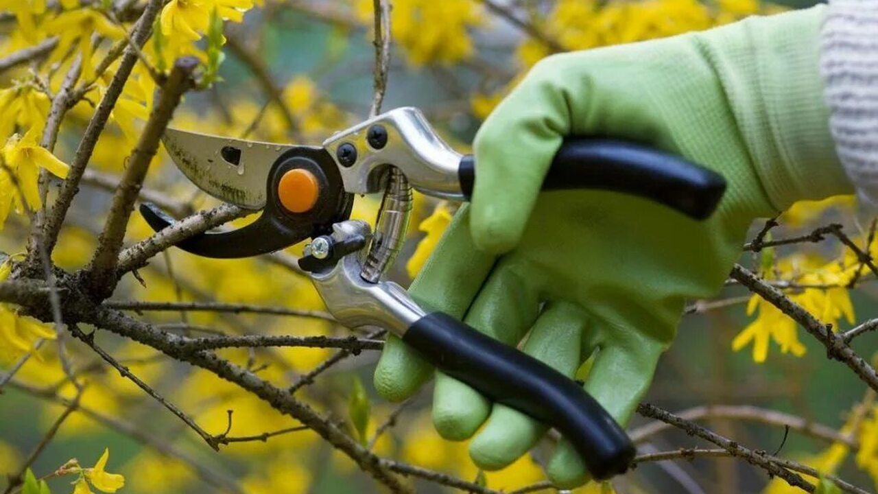Секрет успешного сада — как провести осеннюю обрезку, чтобы деревья не пострадали зимой Осень — время, когда природа готовится к отдыху...