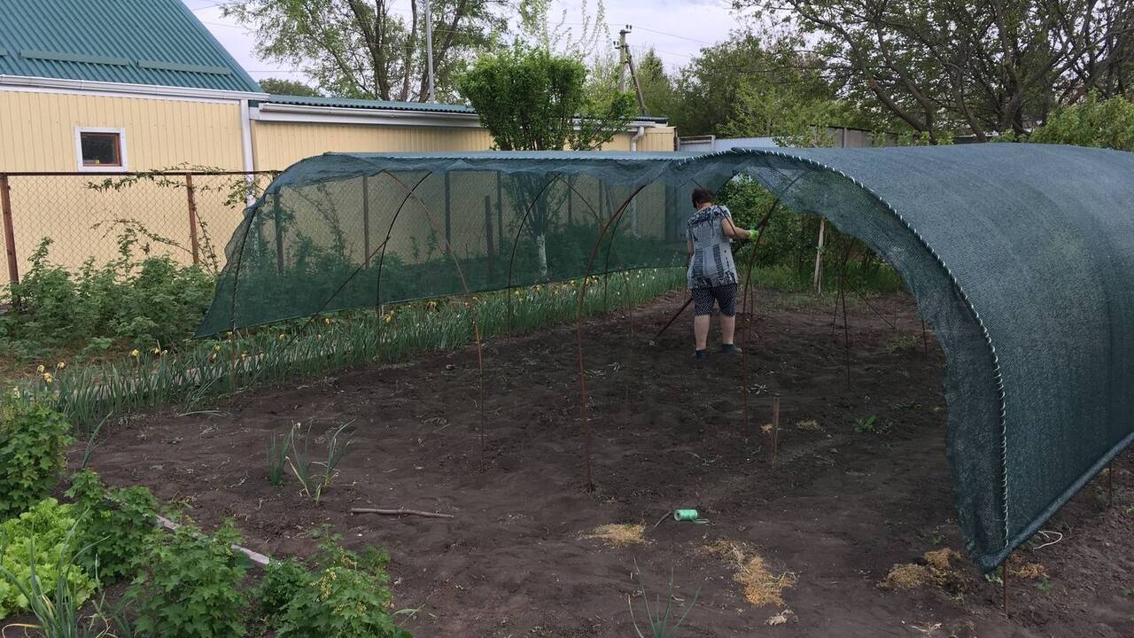 Собираю хороший урожай при любой погоде уже 15 лет. Холодное лето больше не проблема Узнайте, как опытный огородник выращивает овощи...